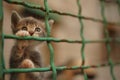 Little kitten behind bars. A shelter for homeless animals. Cat in a cage Royalty Free Stock Photo