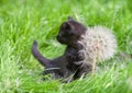 Little kitten with big dandelion