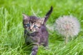 Little kitten with big dandelion