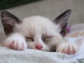 Little kitten breed snowshoe sleeping on pad Royalty Free Stock Photo