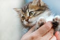 Little kitten breeds of Maine Coon Royalty Free Stock Photo
