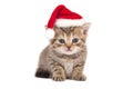 Little Kitten British chocolate tabby Santa Claus