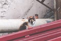 Little kitten cat hiding in the junkyard Royalty Free Stock Photo