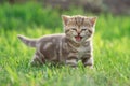 Little kitten cat meowing in the green grass Royalty Free Stock Photo