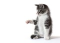Little kitten catching something Royalty Free Stock Photo