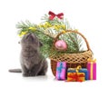 Little kitten with Christmas decorations and gifts.