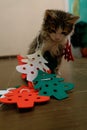 Little kitten with Christmas tree felt toys. The cat is playing with faiths and got confused in the decor