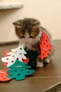 Little kitten with Christmas tree felt toys. The cat is playing with faiths and got confused in the decor