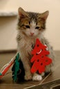 Little kitten with Christmas tree felt toys. The cat is playing with faiths and got confused in the decor