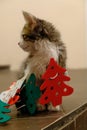 Little kitten with Christmas tree felt toys. The cat is playing with faiths and got confused in the decor