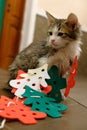 Little kitten with Christmas tree felt toys. The cat is playing with faiths and got confused in the decor