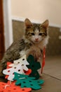 Little kitten with Christmas tree felt toys. The cat is playing with faiths and got confused in the decor