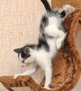Little kitten climbs playhouses