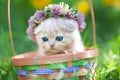 Little kitten crowned with a chaplet of clover Royalty Free Stock Photo