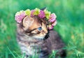 Little kitten crowned with a chaplet of clover Royalty Free Stock Photo