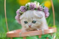 Little kitten crowned with a chaplet of clover Royalty Free Stock Photo