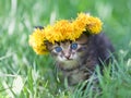 Little kitten crowned with a chaplet of dandelion Royalty Free Stock Photo