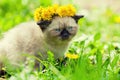 Little kitten crowned dandelion chaplet Royalty Free Stock Photo