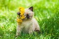 Little kitten crowned dandelion chaplet Royalty Free Stock Photo