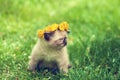 Little kitten crowned dandelion chaplet Royalty Free Stock Photo