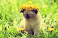 Little kitten crowned dandelion chaplet Royalty Free Stock Photo