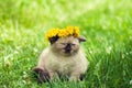 Little kitten crowned dandelion chaplet Royalty Free Stock Photo