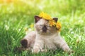 Little kitten crowned dandelion flower chaplet Royalty Free Stock Photo