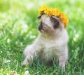 Little kitten crowned dandelion flower chaplet Royalty Free Stock Photo