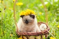 Little kitten crowned flower chaplet Royalty Free Stock Photo