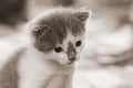 Little kitten with a cute look. Black and white image