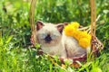 Little kitten in the dandelion flowers in sunny day Royalty Free Stock Photo