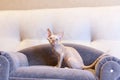 Little kitten Devon Rex cat sitting on blue sofa