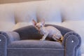 Little kitten Devon Rex cat sitting on blue sofa Royalty Free Stock Photo