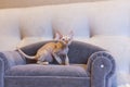 Little kitten Devon Rex cat sitting on blue sofa Royalty Free Stock Photo