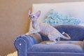 Little kitten Devon Rex cat sitting on blue sofa