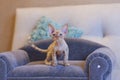 Little kitten Devon Rex cat sitting on blue sofa