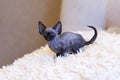 Little kitten Devon Rex cat sitting Royalty Free Stock Photo