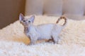 Little kitten Devon Rex cat sitting Royalty Free Stock Photo