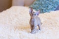 Little kitten Devon Rex cat sitting