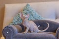 Little kitten Devon Rex cat sitting on blue sofa Royalty Free Stock Photo