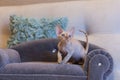 Little kitten Devon Rex cat sitting on blue sofa