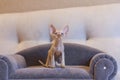 Little kitten Devon Rex cat sitting on blue sofa Royalty Free Stock Photo