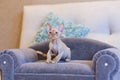 Little kitten Devon Rex cat sitting on blue sofa