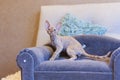 Little kitten Devon Rex cat sitting on blue sofa Royalty Free Stock Photo