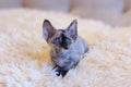 Little kitten Devon Rex cat sitting