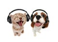 Little kitten and dog listens to music in earphones Royalty Free Stock Photo