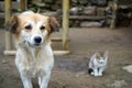 Little Kitten and Dog are two best Friend Royalty Free Stock Photo