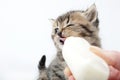 Little kitten eating milk from the bottle Royalty Free Stock Photo