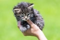 Little kitten in female hands