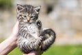 Little kitten in female hands